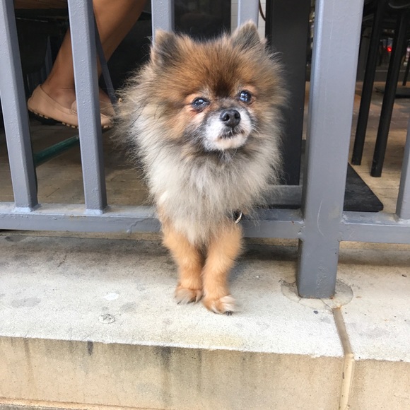 Meet your Posher, Joy and Jill - Picture 5 of 13